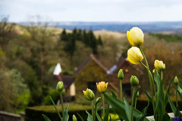 Barevný Tulipán květy s krajinou v pozadí - sele — Stock fotografie