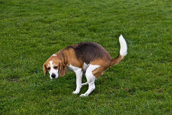 Dog defecating in the park — Stock Photo, Image