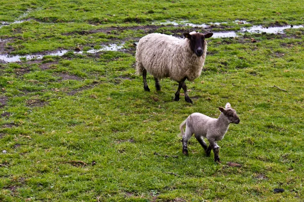 Pecora e pecora agnello sul pascolo verde fangoso Foto Stock