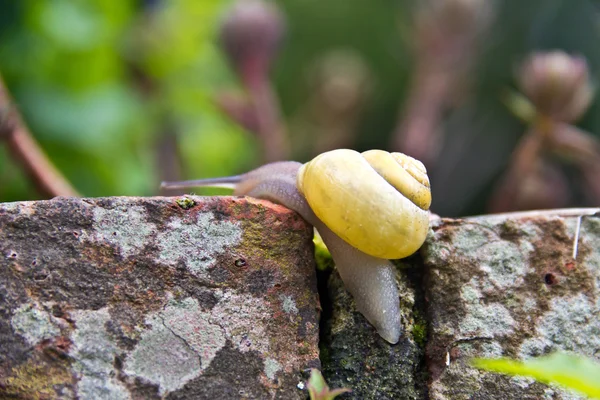 Slak kruipt langzaam langs stenen muur in de tuin Stockfoto