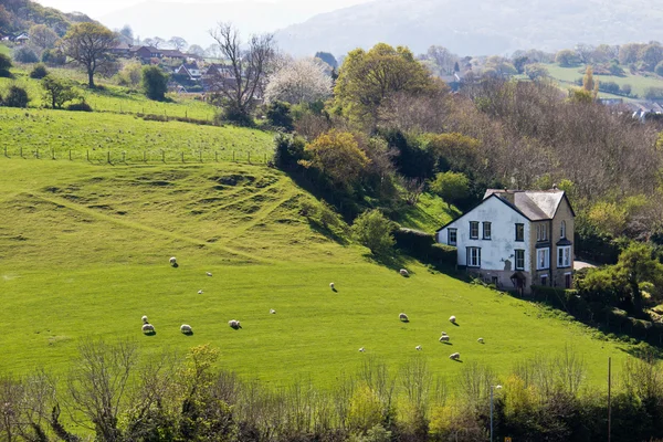 Schapen grazen op heuvel grasland landbouwgrond Rechtenvrije Stockfoto's