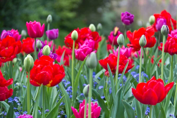 다채로운 꽃 꽃에서의 다양 한 — 스톡 사진