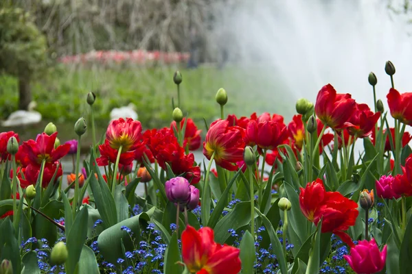Számos színes virágok, virágos Stock Kép