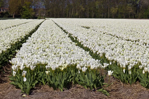 Fehér tulipán virág telepen növekvő — Stock Fotó