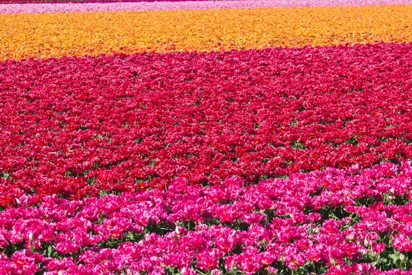 네덜란드에서 꽃 농장에 튤립의 행 — 스톡 사진