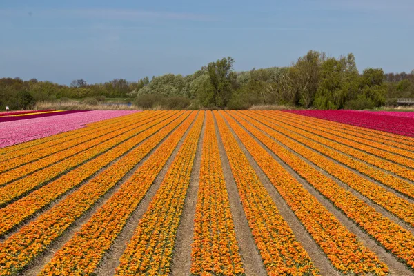 Σειρές από τουλίπες σε ένα αγρόκτημα λουλούδι στην Ολλανδία — Φωτογραφία Αρχείου