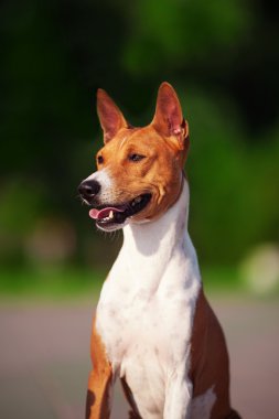 Basenji köpek yaz açık havada