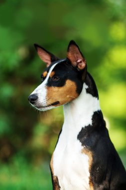 Basenji köpek yaz açık havada