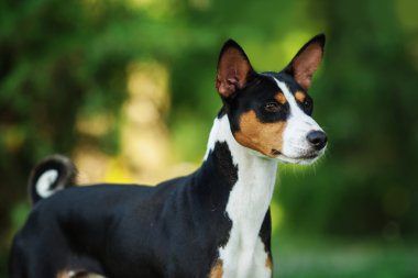 Basenji köpek yaz açık havada