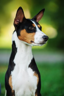 Basenji köpek yaz açık havada