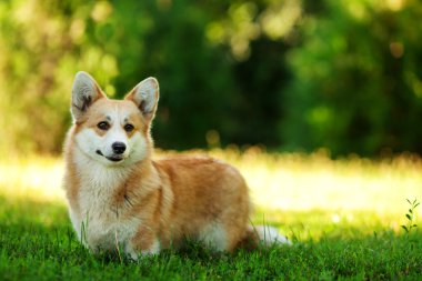 Galce corgi köpek