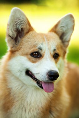 Galce corgi köpek