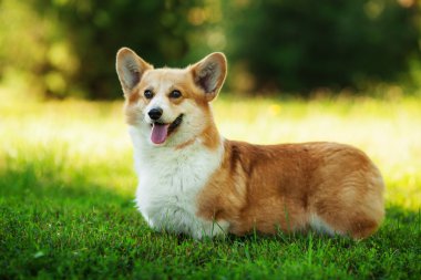 Galce corgi köpek