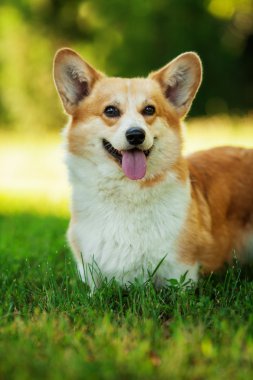 Galce corgi köpek