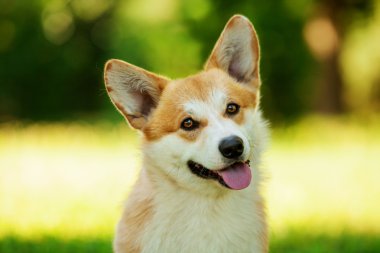 Galce corgi köpek