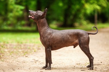 Yaz günü Meksikalı tüysüz köpek açık havada