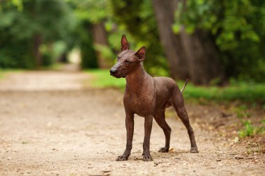 Yaz günü Meksikalı tüysüz köpek açık havada
