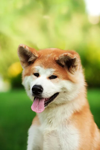 Собака акита-ину летом на свежем воздухе — стоковое фото