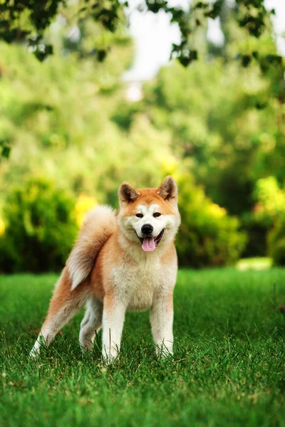 Собака акита-ину летом на свежем воздухе — стоковое фото
