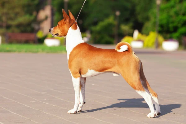 Basenji chien en plein air en été — Photo