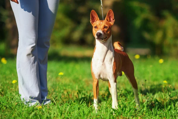 V létě je tu i pes Basenji — Stock fotografie