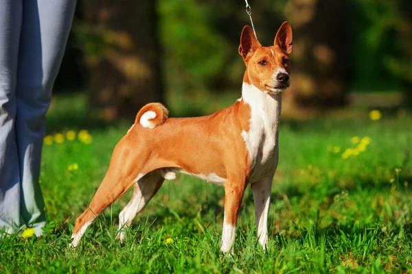 V létě je tu i pes Basenji — Stock fotografie