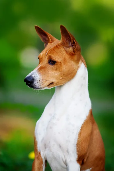 V létě je tu i pes Basenji — Stock fotografie