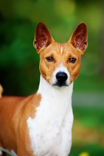 Basenji köpek yaz açık havada — Stok fotoğraf