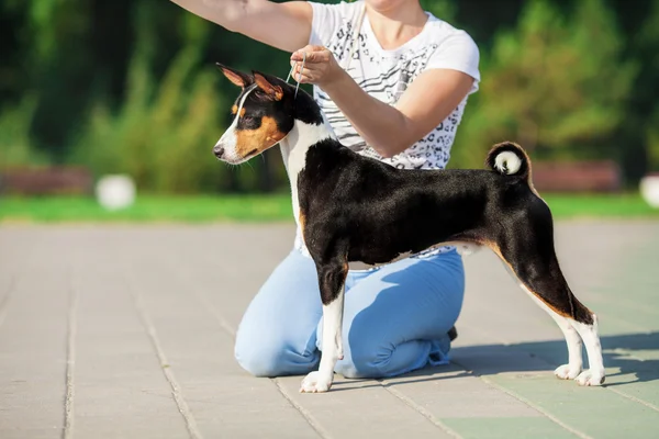 Μπάσεντζι σκύλος σε εξωτερικούς χώρους το καλοκαίρι — Φωτογραφία Αρχείου