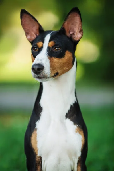 Basenji pies na zewnątrz na lato — Zdjęcie stockowe