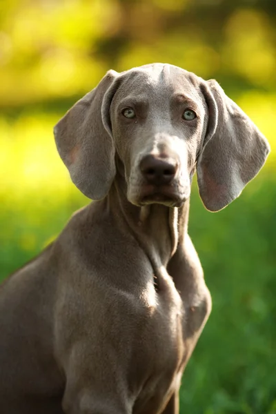 Young weimaraner dog outdoors on summer — Zdjęcie stockowe