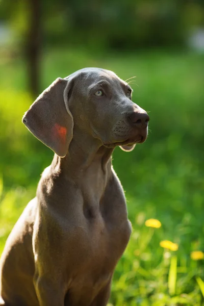 Jeune chien weimaraner en plein air en été — Photo