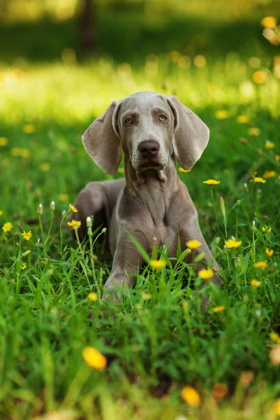 Young weimaraner dog outdoors on summer — Stockfoto