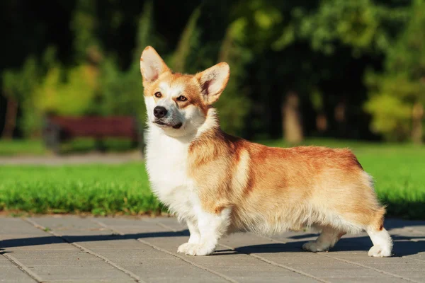 웨일즈 어 Corgi Pembroke 개 — 스톡 사진