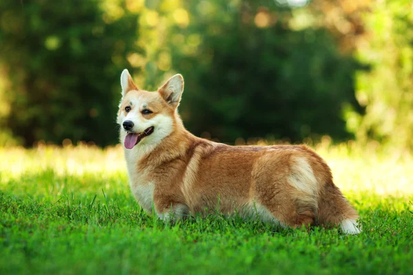 Galce corgi köpek — Stok fotoğraf