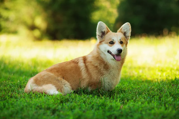 Chien corgi gallois — Photo