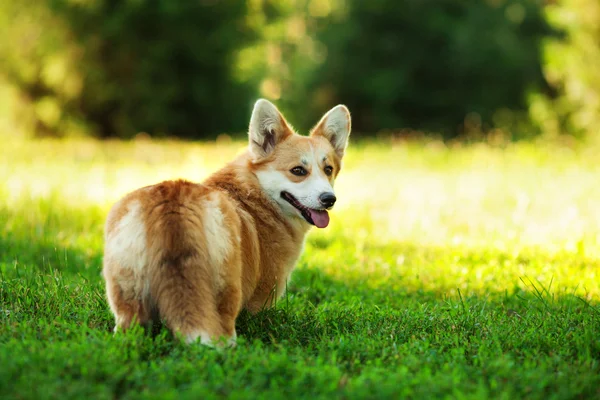 Walijski corgi pies — Zdjęcie stockowe