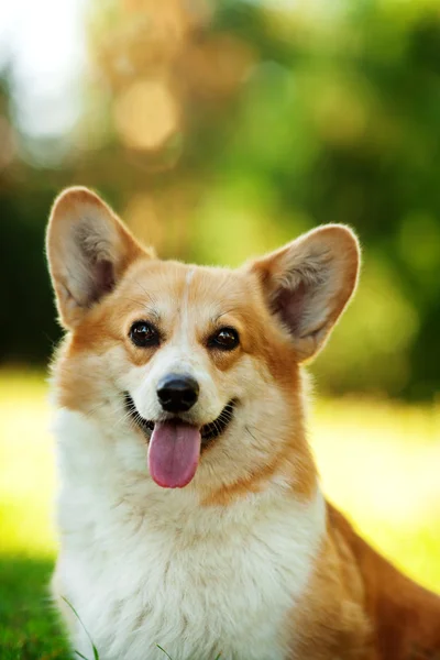 コーギー犬 — ストック写真