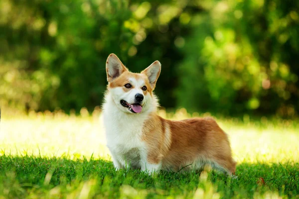 Chien corgi gallois — Photo