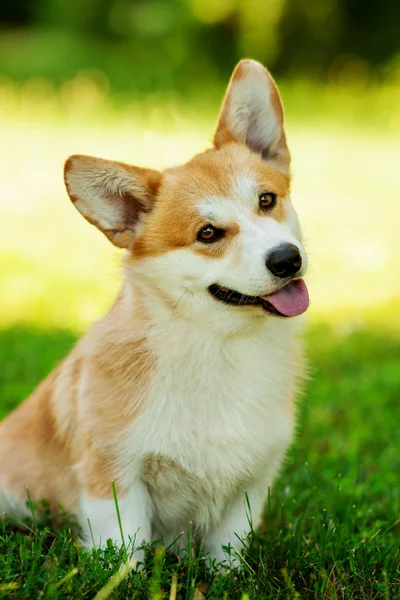 Chien corgi gallois — Photo