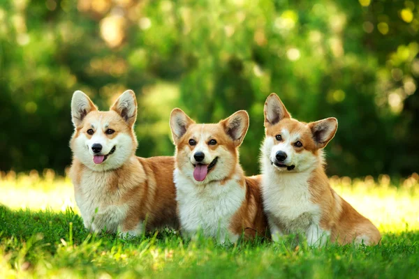 Galês corgi cães — Fotografia de Stock