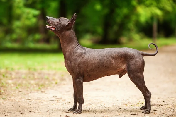 Yaz günü Meksikalı tüysüz köpek açık havada — Stok fotoğraf