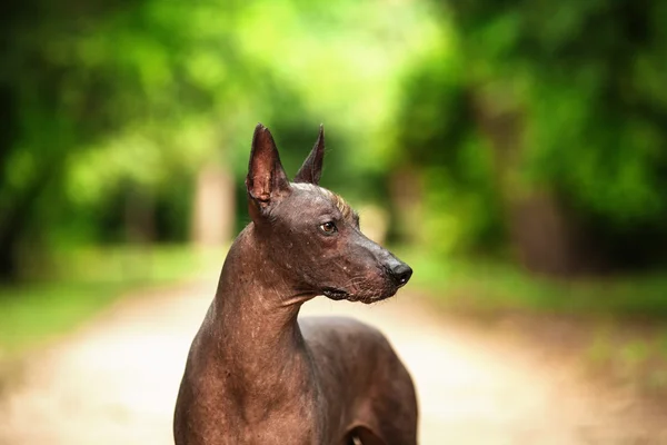 Mexican hairless dog outdoors on summer day