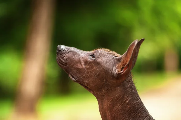 Yaz günü Meksikalı tüysüz köpek açık havada — Stok fotoğraf