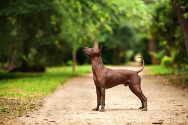 Yaz günü Meksikalı tüysüz köpek açık havada