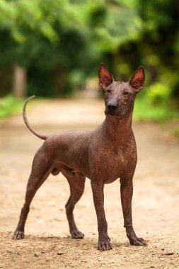 Yaz günü Meksikalı tüysüz köpek açık havada