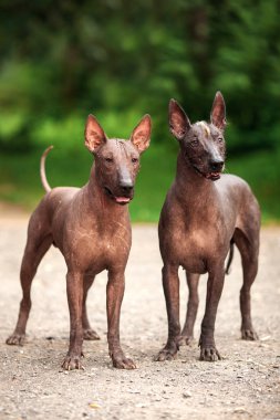 Yaz günü iki Meksikalı tüysüz köpek açık havada
