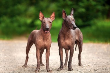 Yaz günü iki Meksikalı tüysüz köpek açık havada