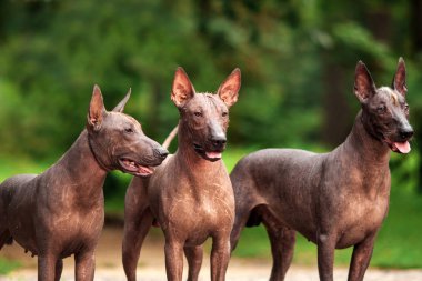 Yaz günü açık havada üç Meksikalı tüysüz köpek