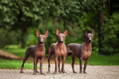 Yaz günü açık havada üç Meksikalı tüysüz köpek